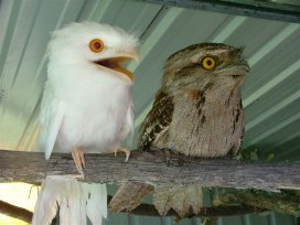 White Frogmouth