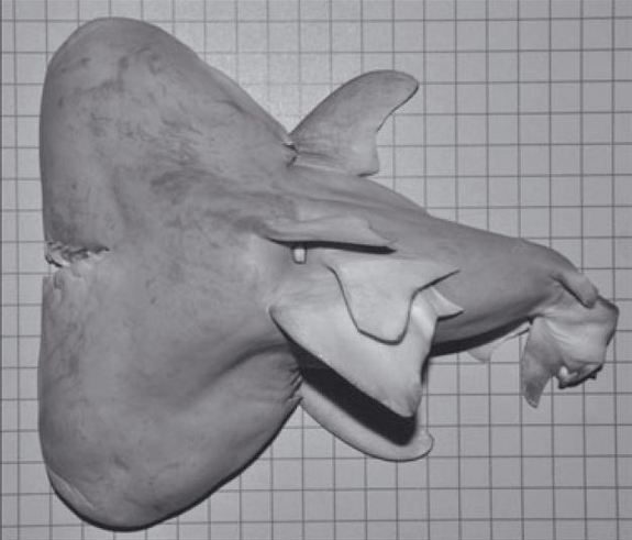 two headed shark fetus